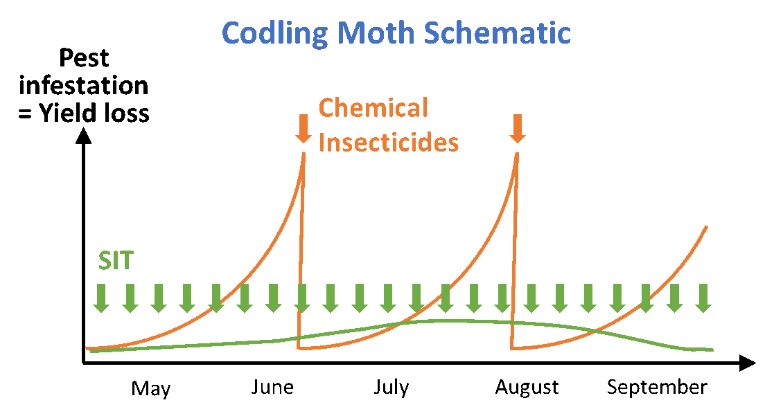 SIT beats insecticides