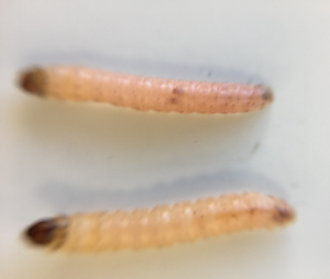 Codling moth male (top) and female larvae
