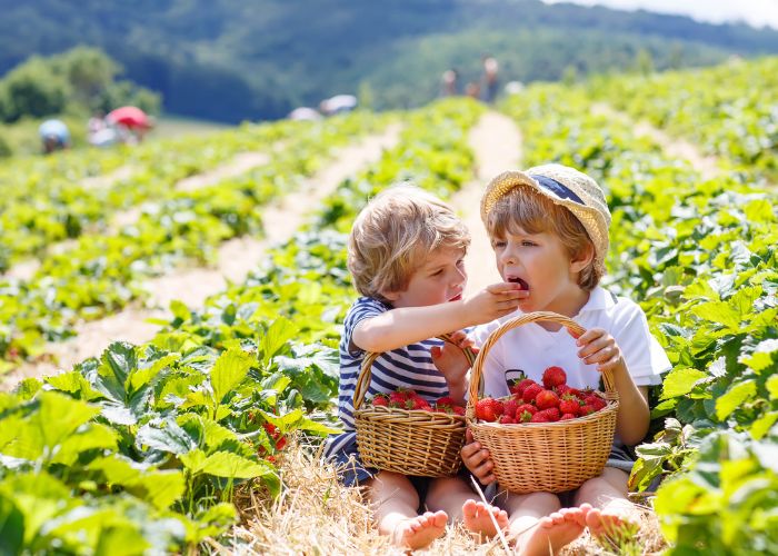 children in strawberry field