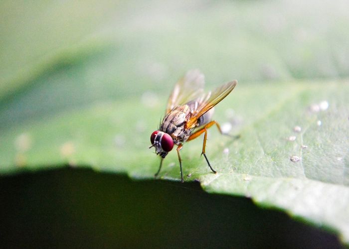 fruit fly - spotted wing drosophila