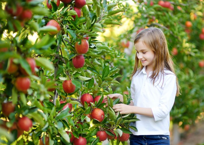girl picking apple